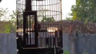 Download Lagu Burung Hwamei Bird Garrulax canorus Wan Bie 122 MP3