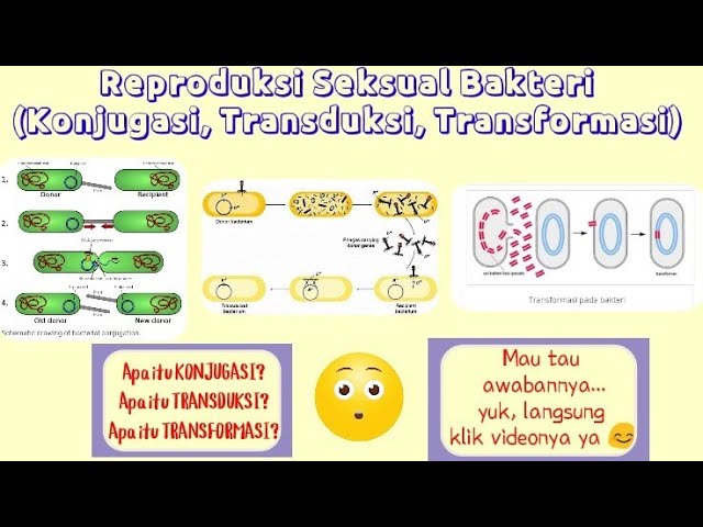 Reproduksi Seksual Bakteri Konjugasi Transduksi Dan Transformasi Youtube Reproduksi Seksual Bakteri Konjugasi Transduksi Dan Transformasi Youtube