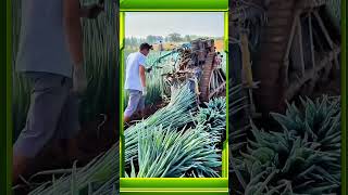 Green Onion Harvesting Process for Fresh and Productive Farm Yields