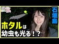 踊る虫、なつく虫、光る虫。〈石垣島・夜間調査編〉