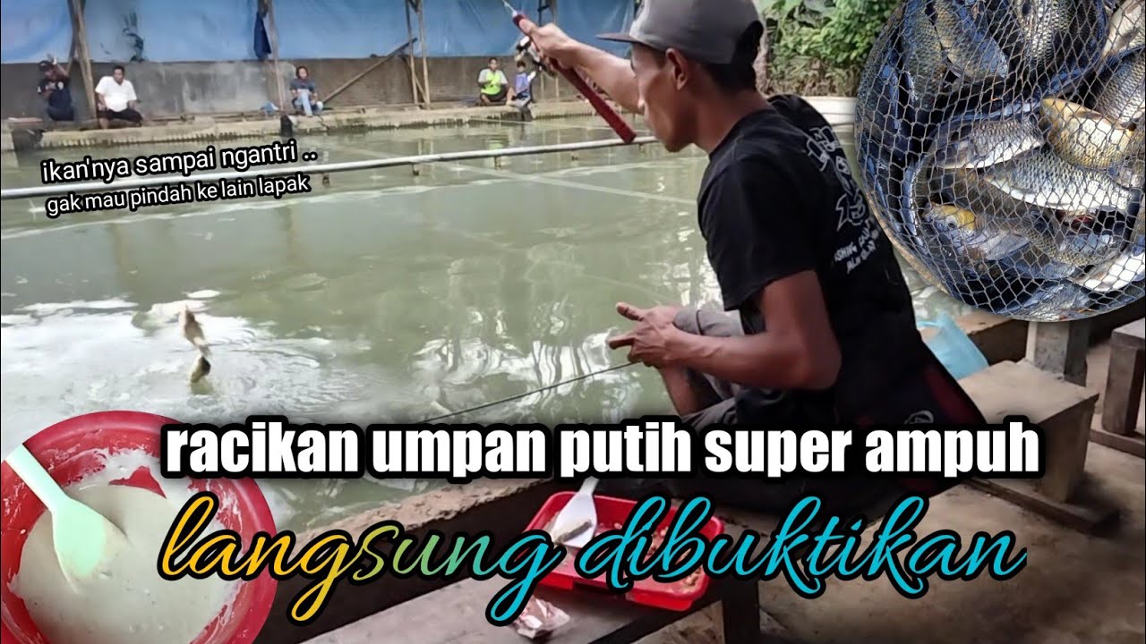 LANGSUNG DIBUKTIKAN, RACIKAN UMPAN PUTIH IKAN MAS PA IKIN SUPER & AMISAN BELUT