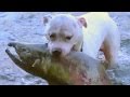 Dogs catch huge salmon Dogs Take to Fishing Like Ducks to Water