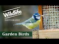 GARDEN WILDLIFE PHOTOGRAPHY UK - Preparing the Garden for Wild Bird Photography