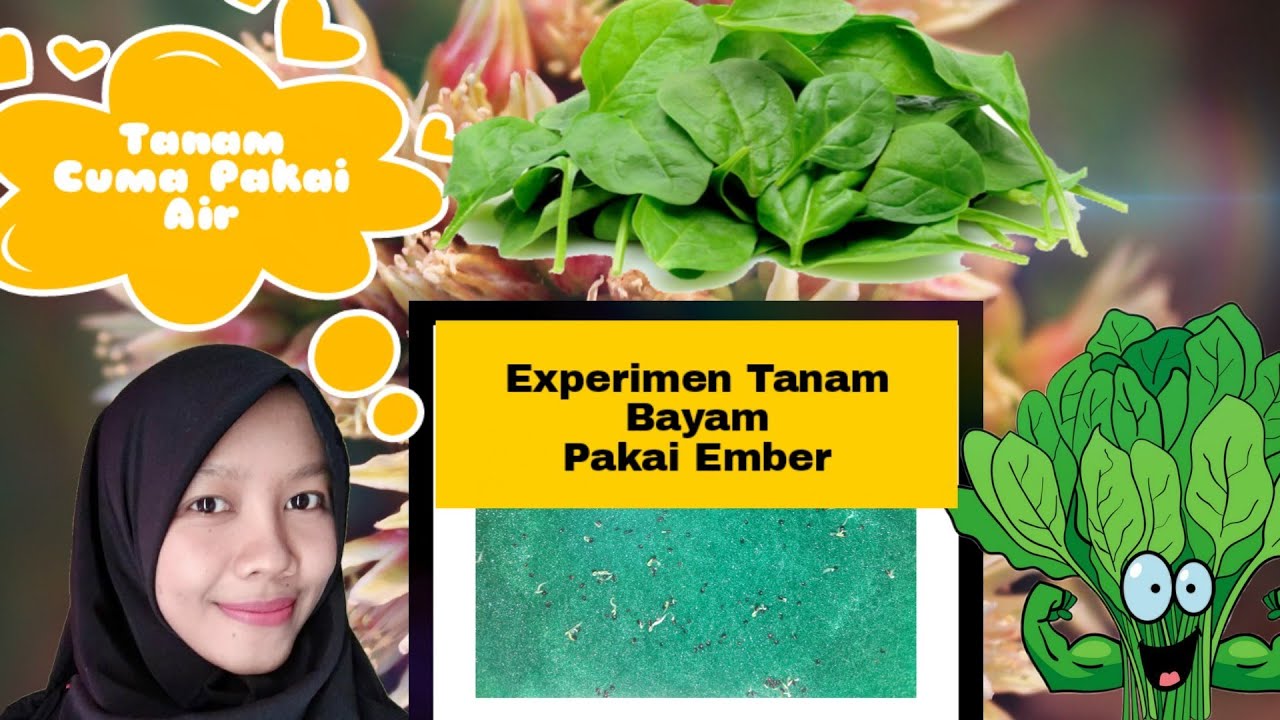 Cara Experimen Tanam Benih Bayam Pakai Ember | Ica Official 