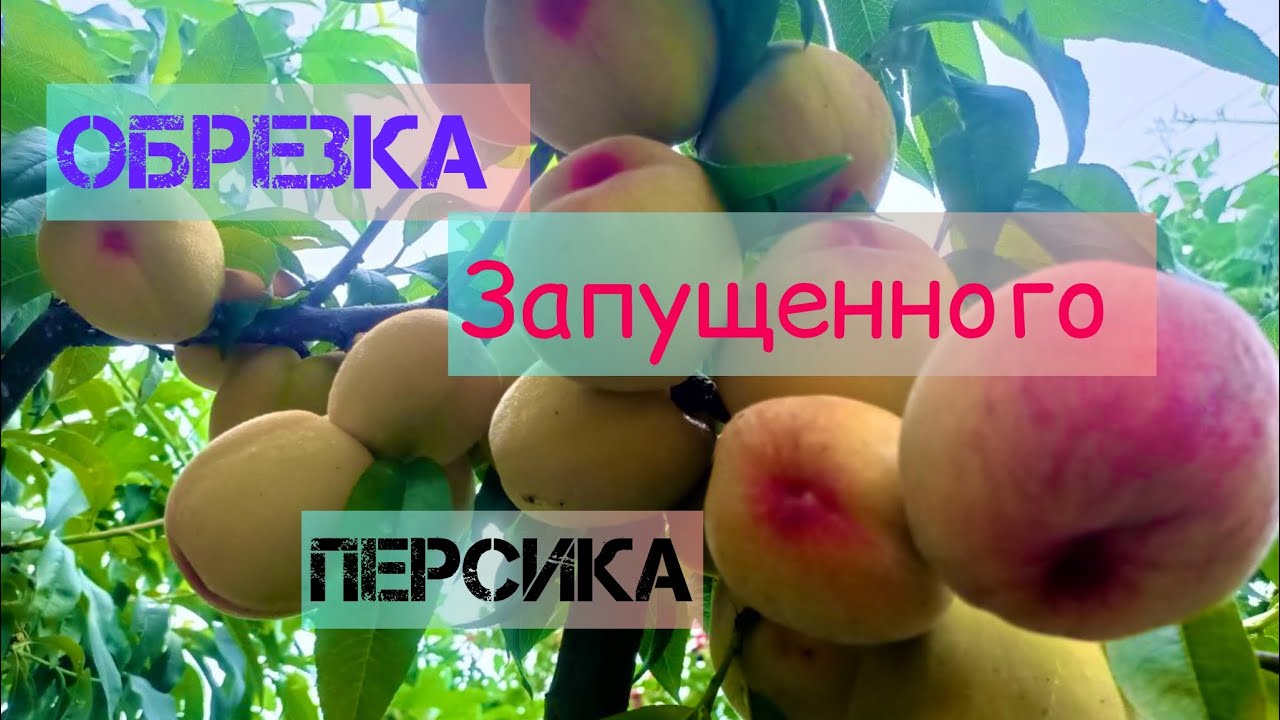 Как исправить крону персика