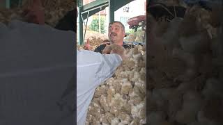 Taşköprü Sarımsak Pazarı’nda Kıran Kırana Pazarlık 🧄🔥 Beyaz Altın Tahtına Oturuyor Şköprü