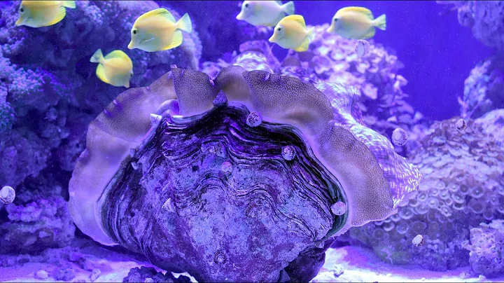 Giant Clam & Rebecca Bray - Aquarium Rehab