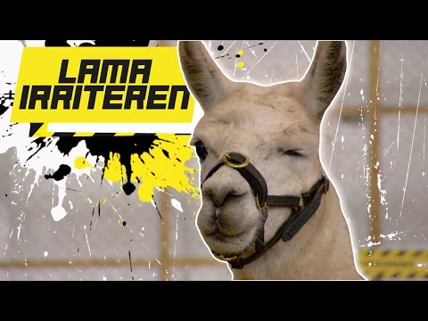 Video: Wanneer spugen lama's?