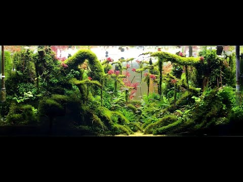 Video Trốn tìm | Hide-and-seek | Aquascape tank 1m3x50x50... - youtube