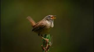 Relaxing Eurasian-Wren Sound