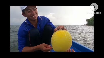 bắt được cá nóc vàng cực đẹp, cực độc Extremely poisonous rare golden puffer fish