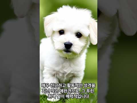 인기있는 반려견(강아지) 품종