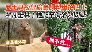 屋主見松鼠偷鳥飼料出招阻止　塗凡士林 牠爬竿滑落超問號Squirrel Slips Down Pole｜野生動物｜搞笑