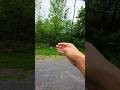 Upstate New York Invasion of Plants