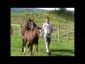 AQHA Liver Chestnut Filly, g-daughter of Blazing Hot