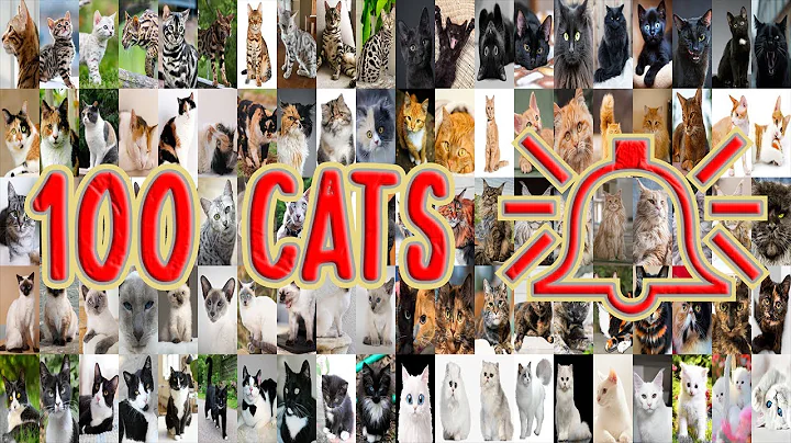 Video 3877151: maine coon bengal, maine coon siamese, calico maine coon, black white maine coon, gray maine coon, ginger maine coon, breed, cat