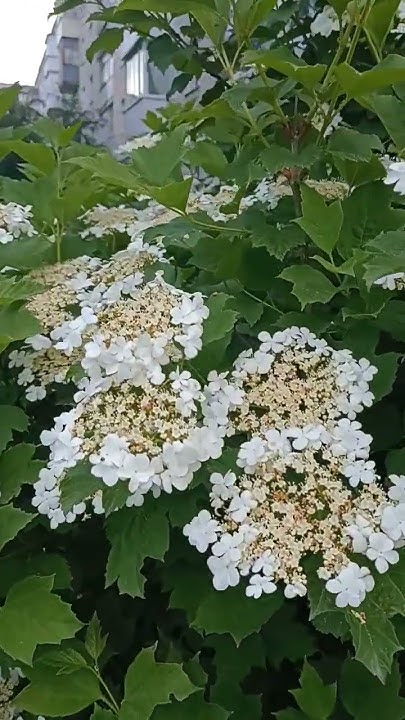 Цвіте калина 🌿💮🌿💮🌿 - YouTube