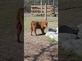 highland calf in the nice weather living his life toronto canada may 2026