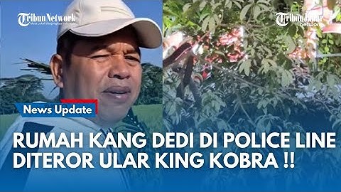 KAWASAN RUMAH KANG Dedi Mulyadi Di Police Line, Ular King Kobra Naik Pohon