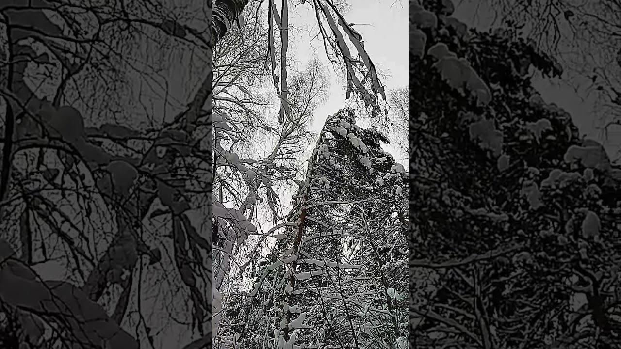 Огромные сосны с заснеженными вершинами в Подмосковном лесу - YouTube