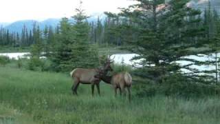 caribou encounter