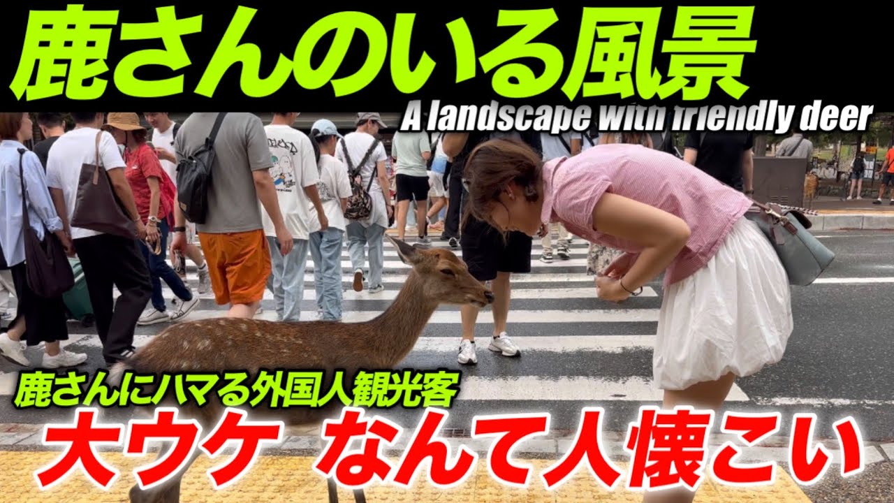 鹿さんにハマる外国人観光客　大ウケなんて人懐こい