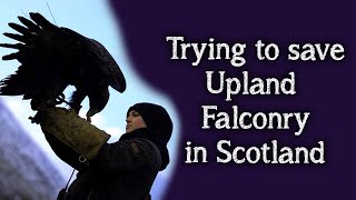 The Eagle&#39;s Lament | Can we save the future of Upland Falconry in Scotland?