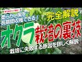 オクラ栽培の裏技（柔らかい実が秋まで収穫できる！失敗する原因を詳しく解説）