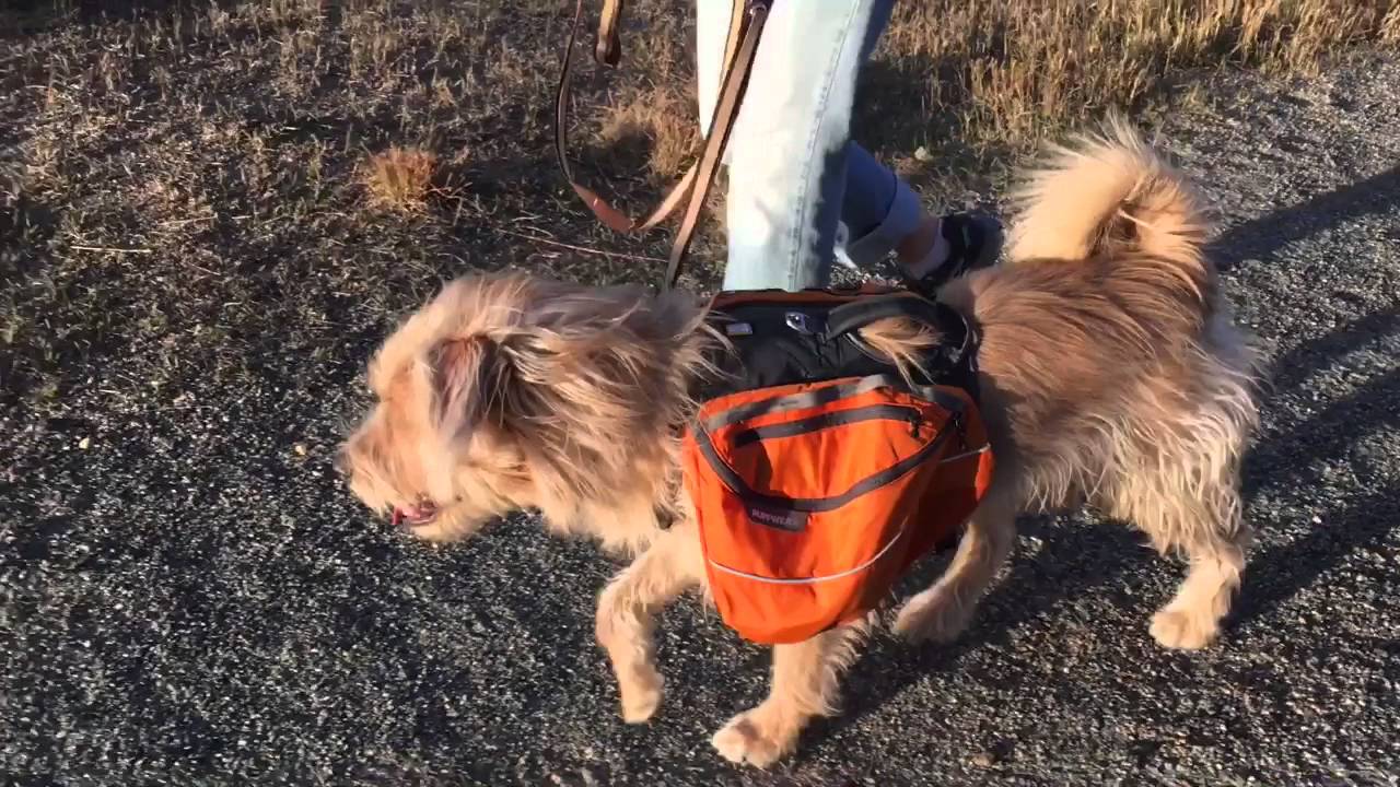 The Mutt Master Weighted Backpack For High Energy Dogs YouTube
