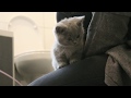 Teddy & Smokey | The British Shorthair Kittens | #1 First Day at Home