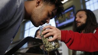 Price of Marijuana Crashing in Colorado