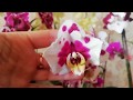 Мои орхидеи бабочки! 😋😍🤩