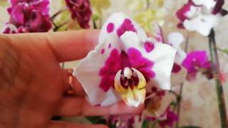 Мои орхидеи бабочки! 😋😍🤩