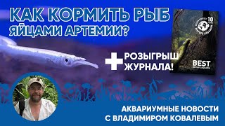 Аквариумные новости с Владимиром Ковалёвым. Поступление и кормление дермогенисов + розыгрыш журнала!