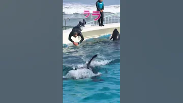 حوت يلتهم مدربه 
