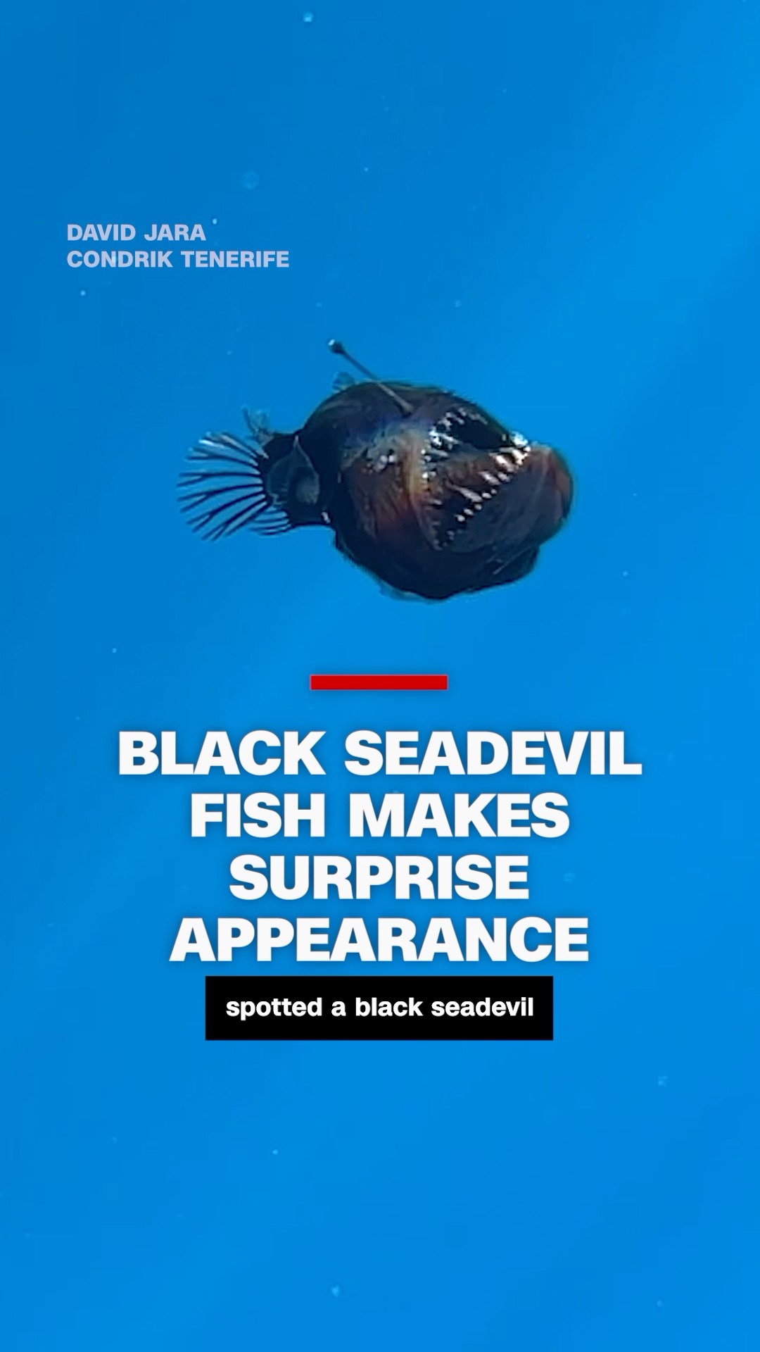 Black seadevil gosh makes surprise appearance