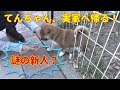 【柴犬子犬】てんちゃん、生家に帰る! 太郎の犬モノガタリ#57