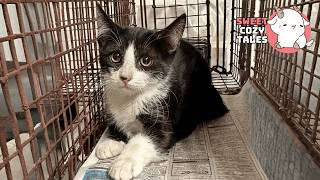 Giving A Hissing Feral Kitten A Bath And This Happens...