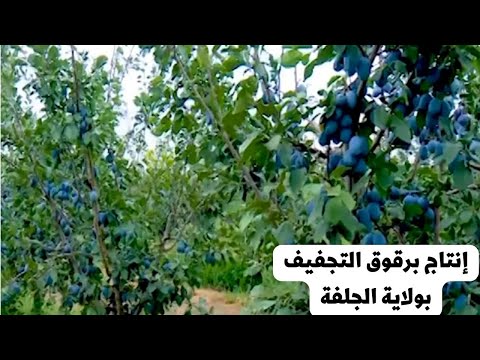 مستثمر جزائري يحول أراضي قاحلة الى حقول لإنتاج برقوق التجفيف الطاجين عن طريق الزراعة المكثفة 