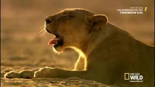 Lion Kingdom S01E01 Pride and Punishment