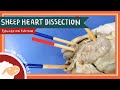 Heart Anatomy and Dissection Quiz