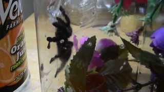 Chipara Drinks From A Straw Avic. Versicolor