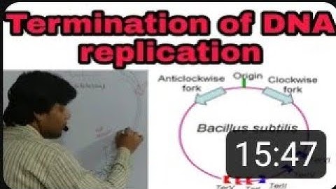 Termination of DNA replication in prokaryotes: DNA replication in prokaryotes: Part 4