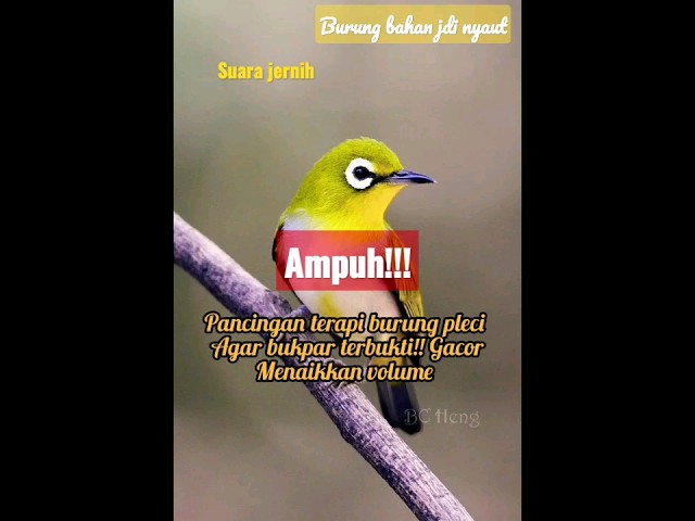 pancingan burung pleci gacor keras isian ngecir-terapi burung bahan/macet class=