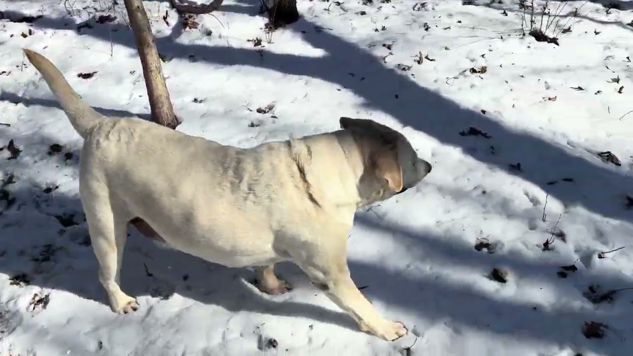 Let’s go feed the deer 