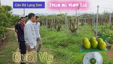 Đón Đoàn LẠNG SƠN Thăm Vườn Táo Cuối Vụ l Núi Đồi Lục Ngạn