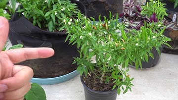 Why Pepper Drop Flowers