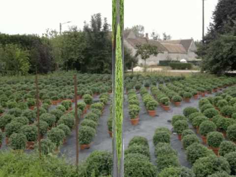 Chrysanthme Plantation Culture Et Entretien Au Fil Des Saisons Chrysanthme Plantation Culture Et Entretien Au Fil Des Saisons