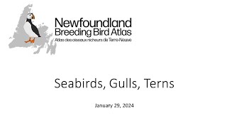 Birds of Newfoundland: Seabirds, gulls, and terns