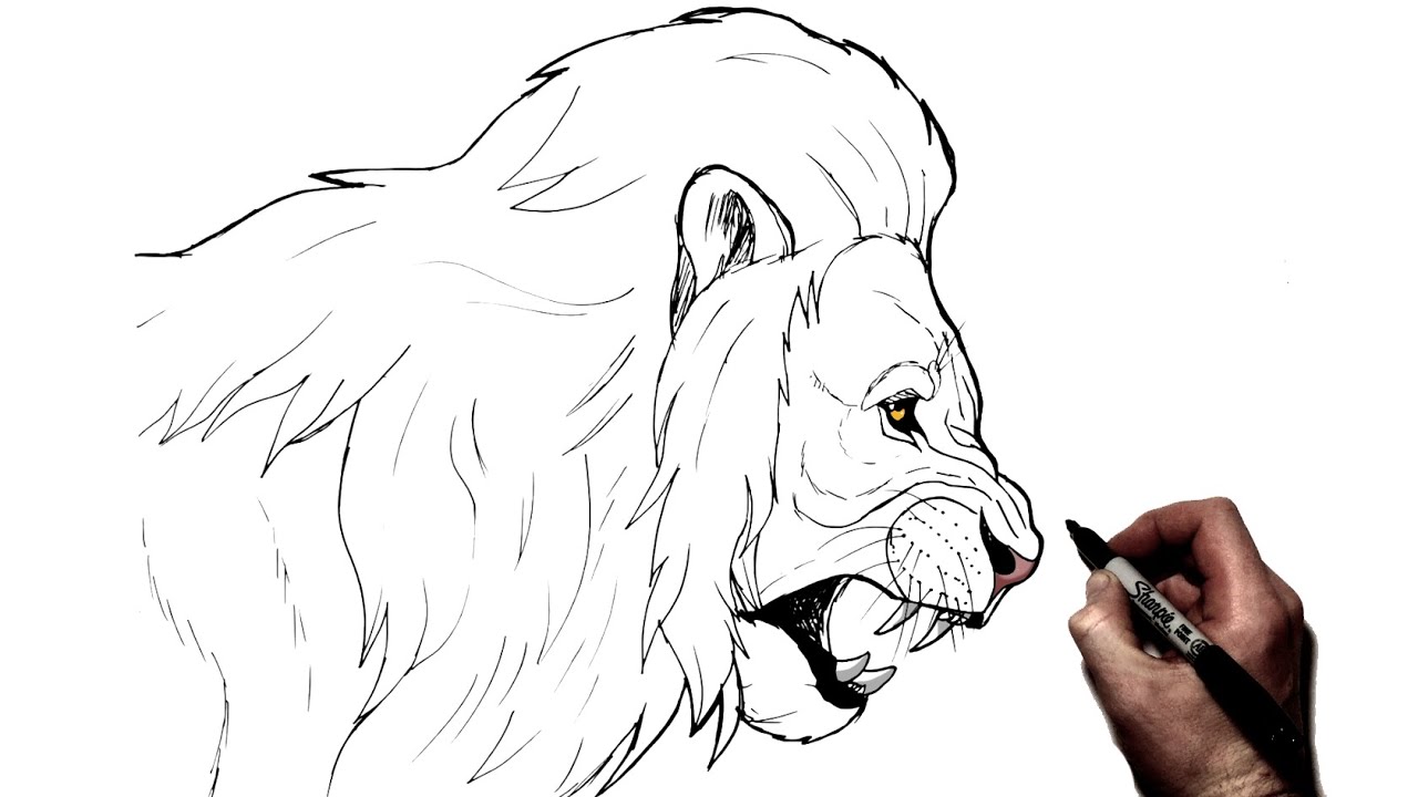 How To Draw a Lion (Side Profile) | Step By Step - YouTube